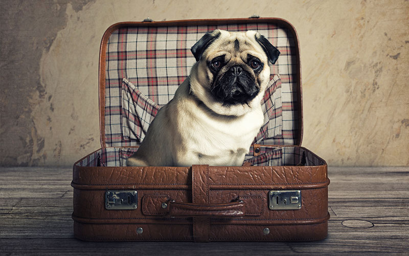 Hund im Koffer