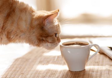 Katze und Kaffe Tasse