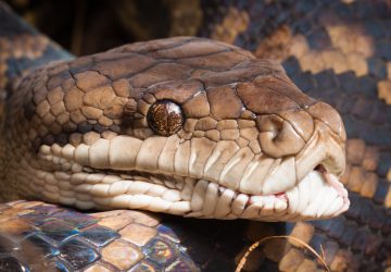 Python