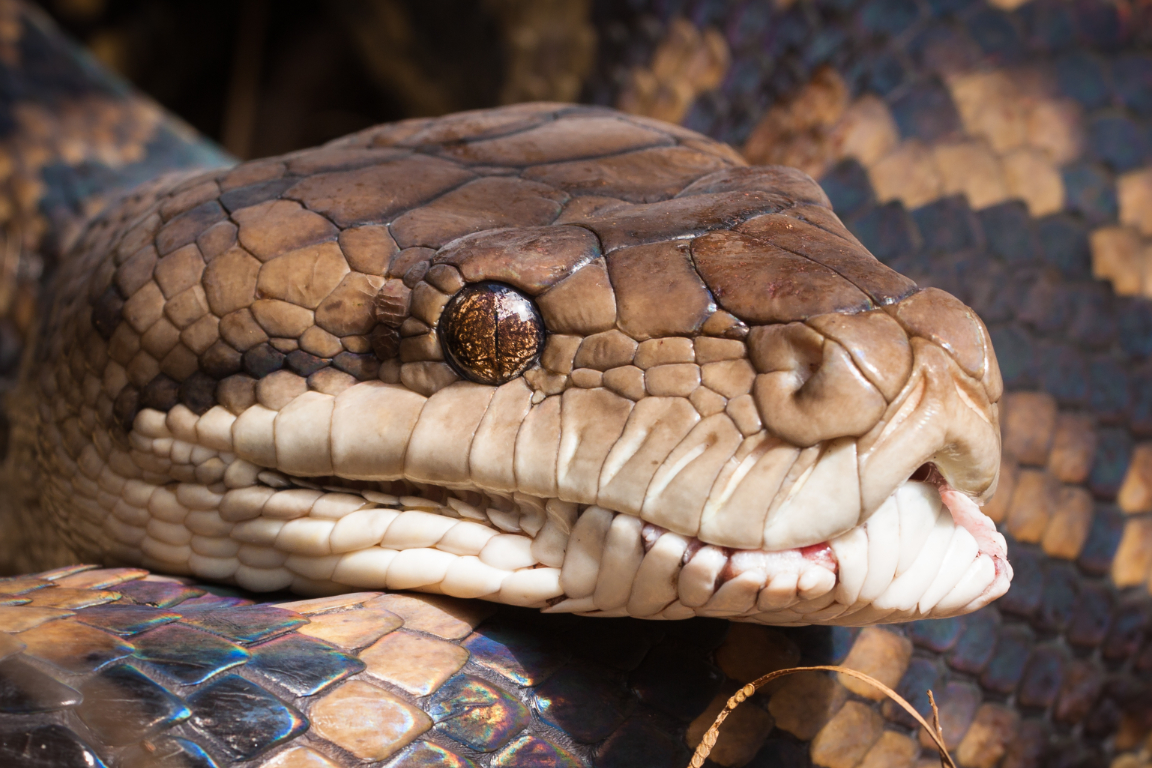 Python