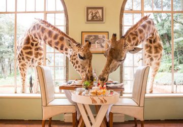 Mit echten Giraffen frühstücken