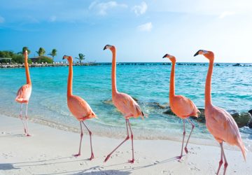 süße Tiere am Strand