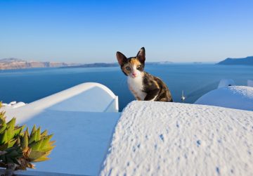 Katzen in Griechenland