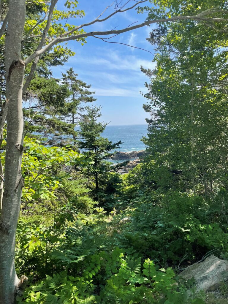 Wald mit Blick auf das Meer